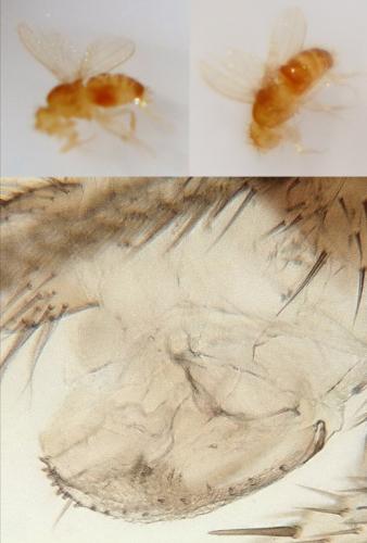 Drosophila sp.